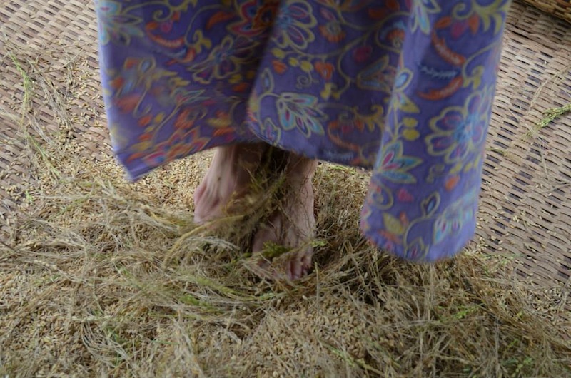 Jumping Rice Rice paddling – SALOMAVILLAGESTAY