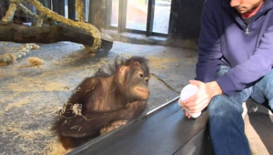 An orangutan gets taken in by a zoo visitor’s magic trick